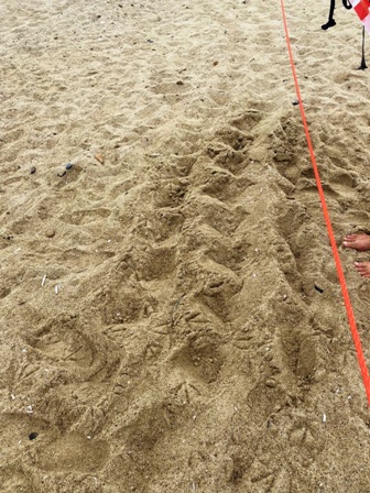Le tracce della tartaruga sulla spiaggia di Lacona