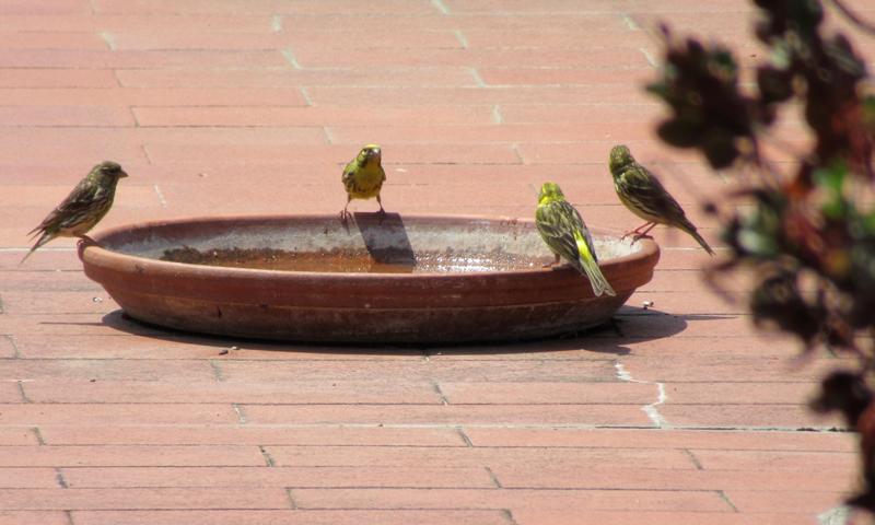 uccelli-Lipu-caldo_Toscana-ambiente