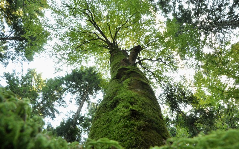 Europea-alberi-obiettivi_Toscana-ambiente