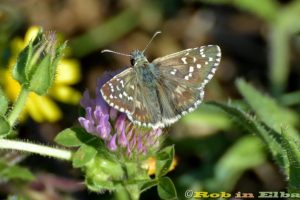 Mola-Zona-armoricanus_Toscana-ambiente