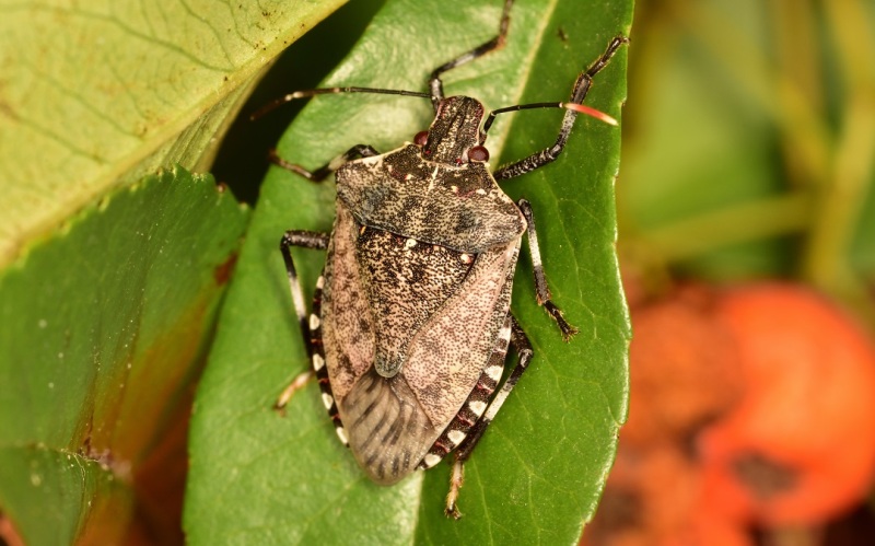 cimice-asiatica-biologica_Toscana-ambiente