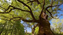 alberi-monumentali-censimento_Toscana-ambiente