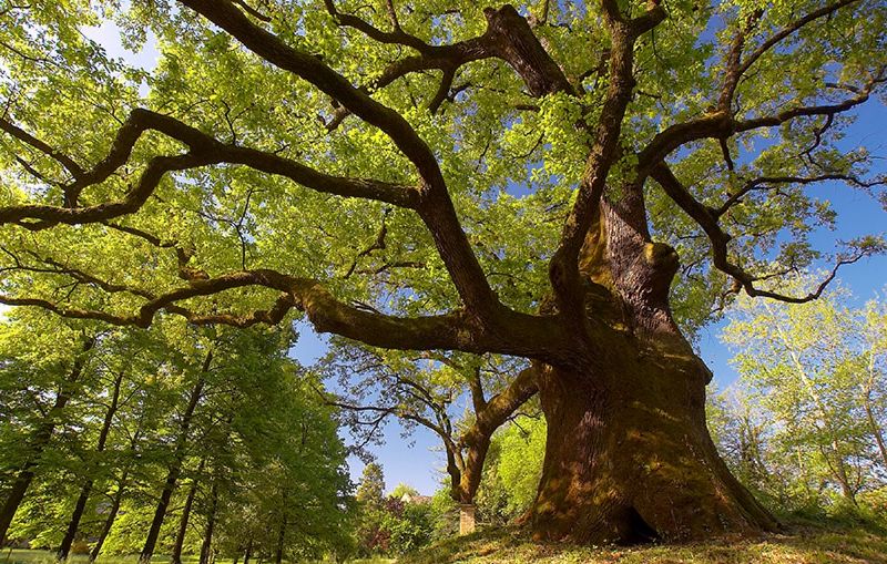 alberi-monumentali-censimento_Toscana-ambiente