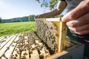api-Toscana-Coldiretti_Toscana-ambiente