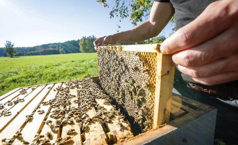 api-Toscana-Coldiretti_Toscana-ambiente