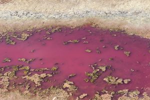 rosa-batterio-batteri_Toscana-ambiente