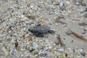tartarughe-marine-nidi_Toscana-ambiente