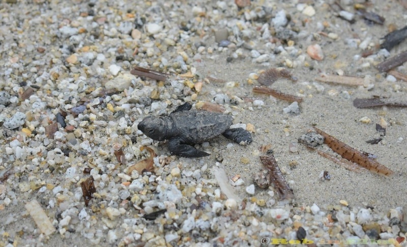 tartarughe-marine-nidi_Toscana-ambiente