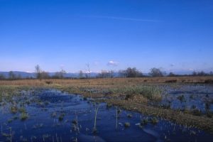 zona-umida-Padule-Bientina_Toscana-ambiente