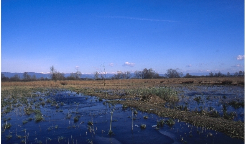 zona-umida-Padule-Bientina_Toscana-ambiente