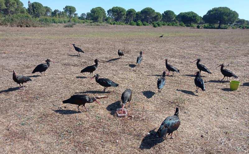 La colazione degli ibis eremita a Orbetello (foto Federico Nucci)