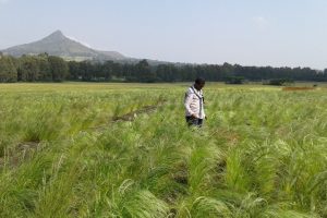 Teff-Dna-Pisa_Toscana-ambiente