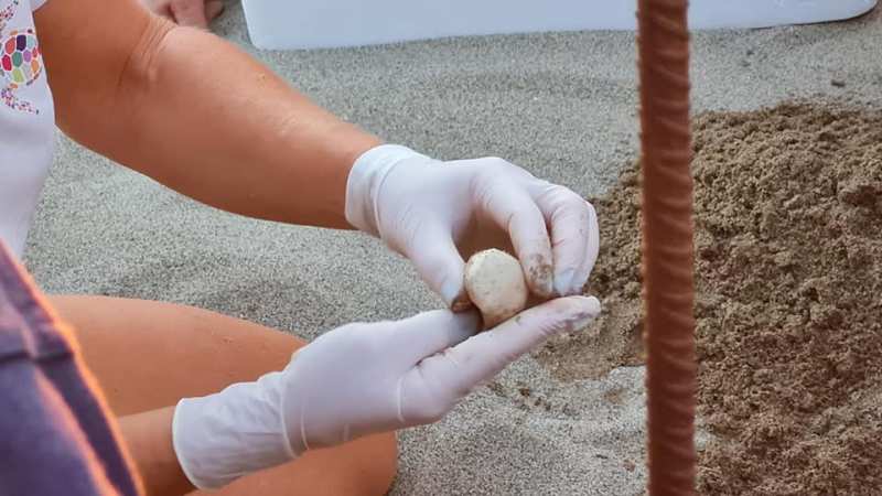 Apertura del nido di Marina di Massa (foto tartAmare)