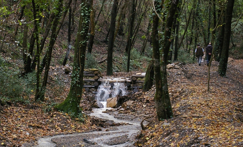 boschi-foreste-Wwf_Toscana-ambiente