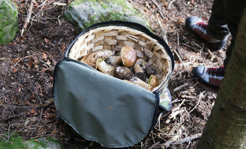 parco-foreste-Carabinieri_Toscana-ambiente