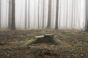 Foto di Marco Cappelletti.