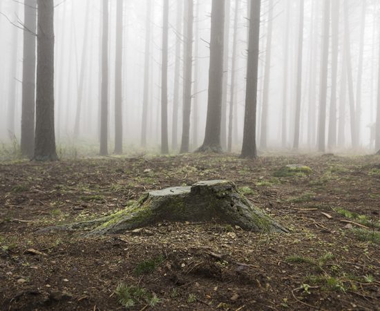 Foto di Marco Cappelletti.