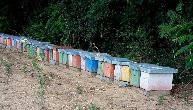 Arnie-apicoltura_Toscana-ambiente