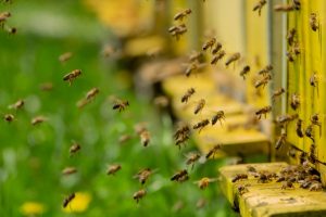 Ue-api-pesticidi_Toscana-ambiente