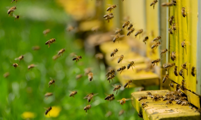 Ue-api-pesticidi_Toscana-ambiente