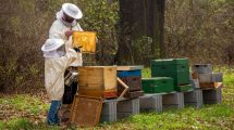 apicoltura_aziende-redditività_Toscana-ambiente