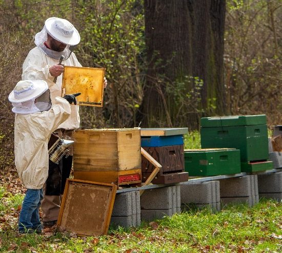 apicoltura_aziende-redditività_Toscana-ambiente