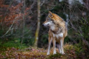 lupo-reintroduzione-coesistenza_Toscana-ambiente