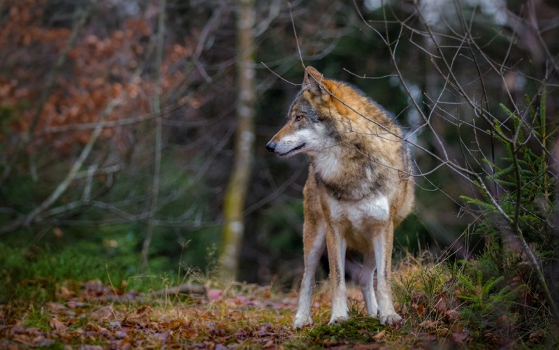 lupo-reintroduzione-coesistenza_Toscana-ambiente