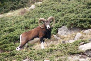 mufloni-Giglio-isola_Toscana-ambiente