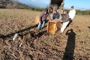 Liberazione-mufloni-Giglio_Toscana-ambiente