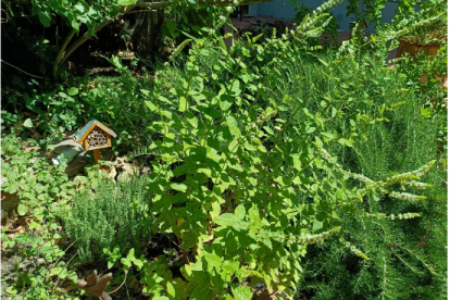 Aiola di aromatiche. Sullo sfondo "bug hotel"