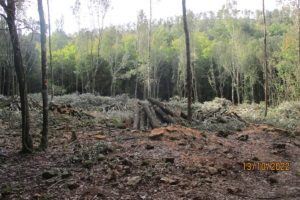 Montagnola-senese-tagli-magistratura_Toscana-ambiente