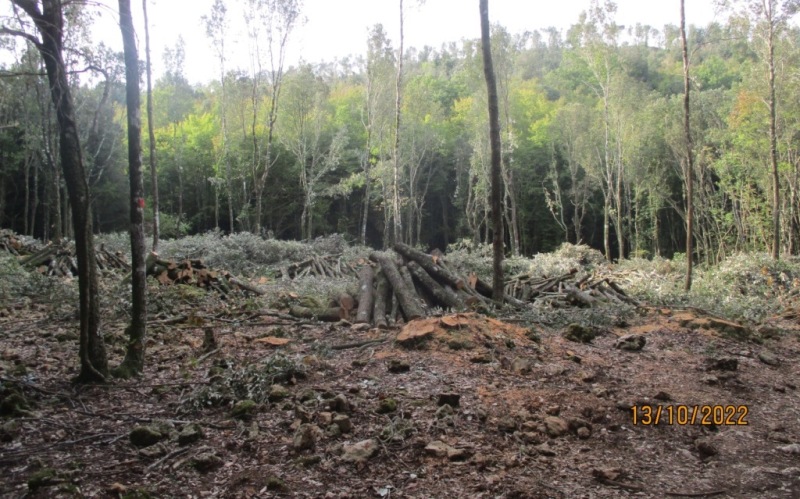 Montagnola-senese-tagli-magistratura_Toscana-ambiente