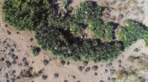 Yucca-gloriosa_Toscana-ambiente