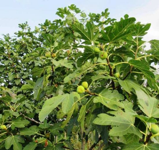 albero-fico-terreni_Toscana-ambiente