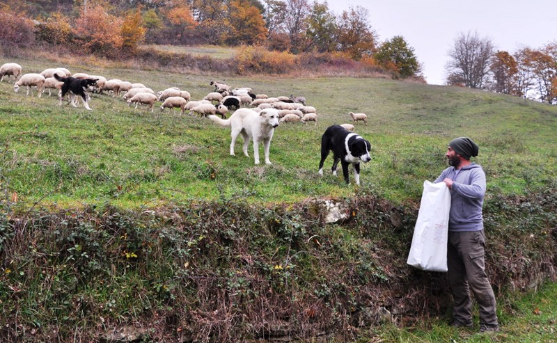 pastore-pecore_Toscana-ambiente