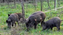 cinghiali-danni-agricoltura_Toscana-ambiente