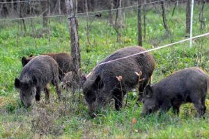 cinghiali-danni-agricoltura_Toscana-ambiente