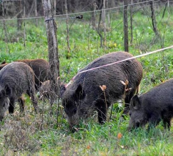 cinghiali-danni-agricoltura_Toscana-ambiente