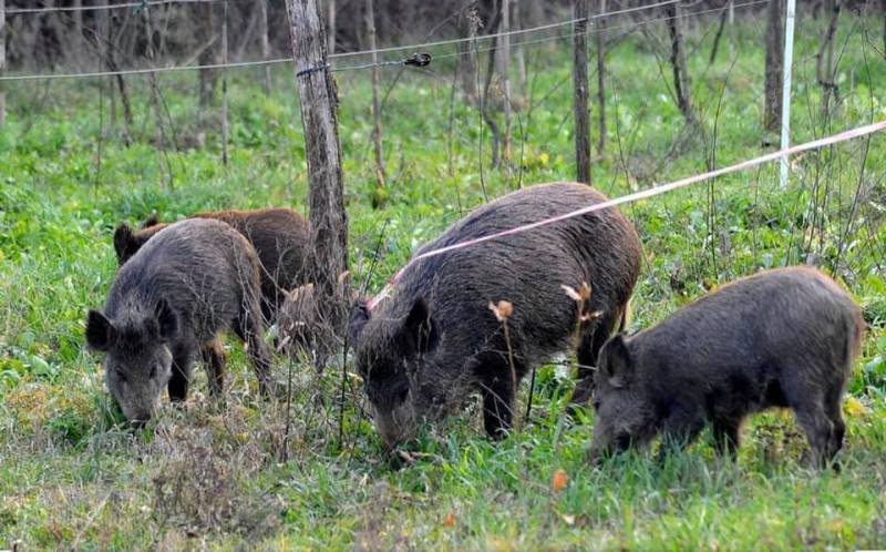 cinghiali-danni-agricoltura_Toscana-ambiente