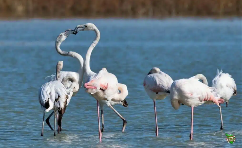 fenicotteri-rosa-colonia_Toscana-ambiente