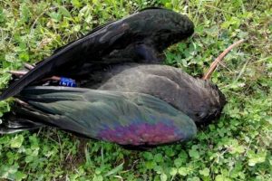 ibis-eremita-Wwf_Toscana-ambiente