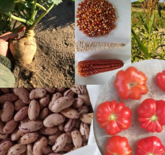 varietà-rischio-estinzione_Toscana-ambiente