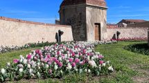 Mura-Piombino-tulipani_Toscana-ambiente