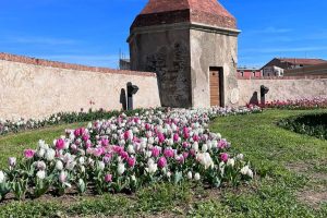 Mura-Piombino-tulipani_Toscana-ambiente