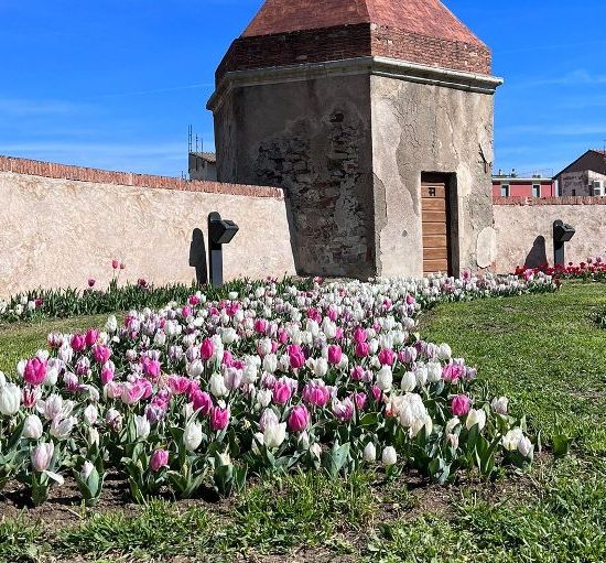 Mura-Piombino-tulipani_Toscana-ambiente