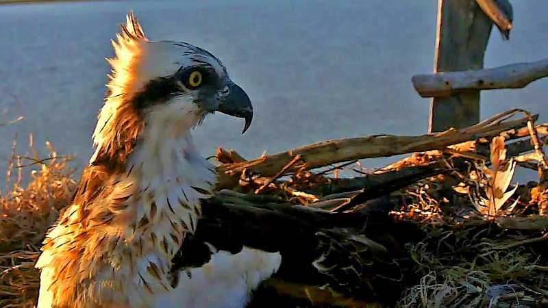 Pocahontas-falco-pescatore_Toscana-ambiente