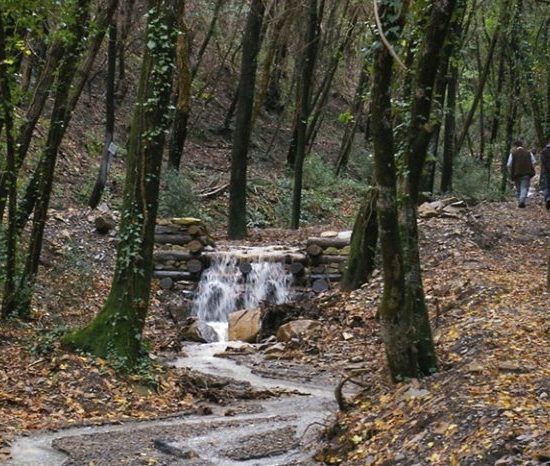 boschi-convegno_Toscana-ambiente