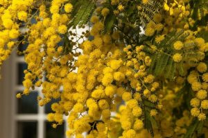 mimosa_fioritura_Toscana-ambiente