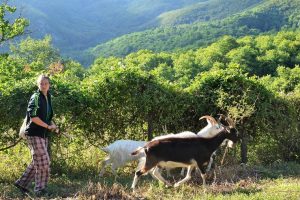 pastori-scuola-Casentino_Toscana-ambiente